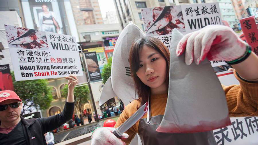 Shark Fin Protestors