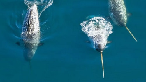 narwhals
