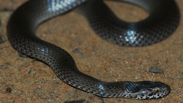 Ornamental Snake