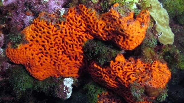 Marine sponges, Flower Gardens National Marine Sanctuary (NOAA)