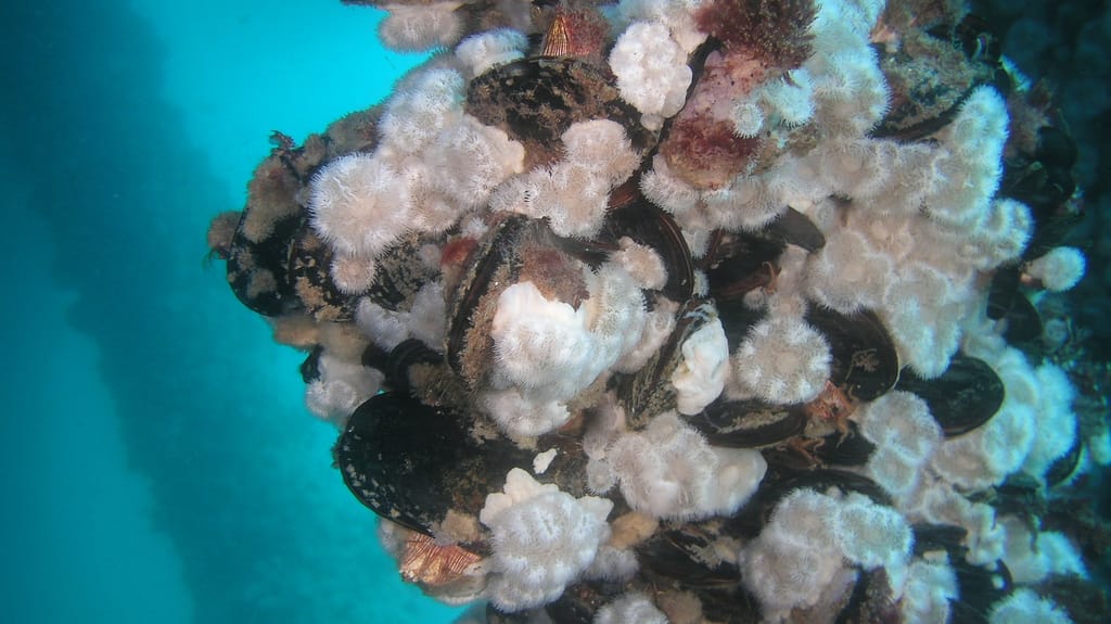 A thriving community of biofouling on a fixed platform (BOEM file image)