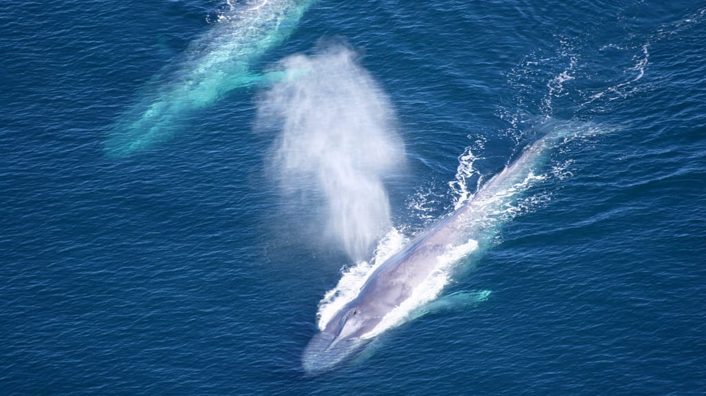 Whales