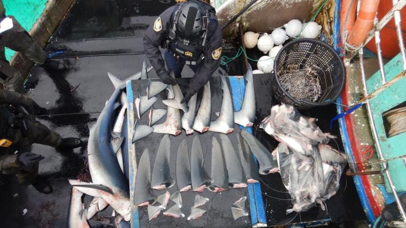 A boarding team crewmember inventories shark fins on a suspect vessel, May 2026 (NOAA Fisheries)