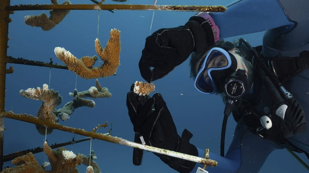 scientist examining coral