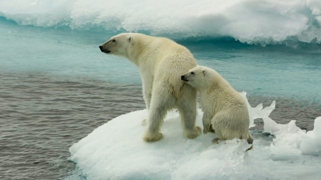 melting polar bears