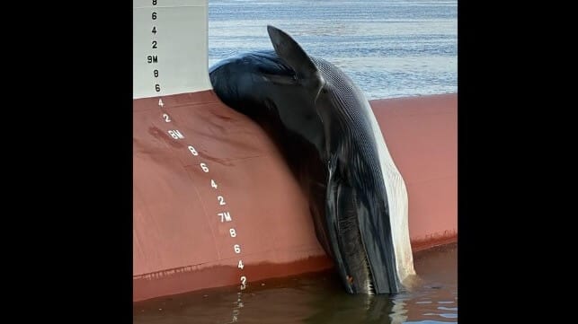 Whale