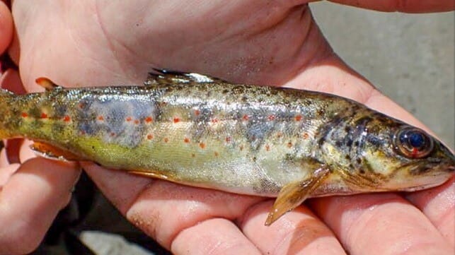 Fish