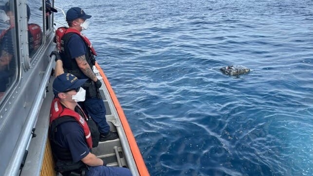 bale floating in the ocean