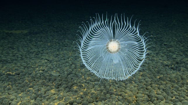 National Oceanic and Atmospheric Administration (NOAA)