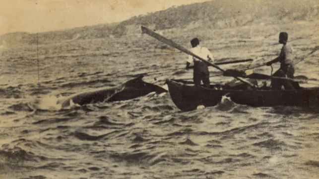whalers