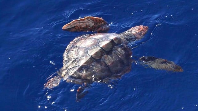 Juvenile loggerhead (File image courtesy NOAA Fisheries / Paula Olson)
