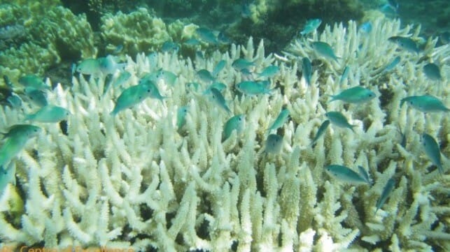 Bleached coral