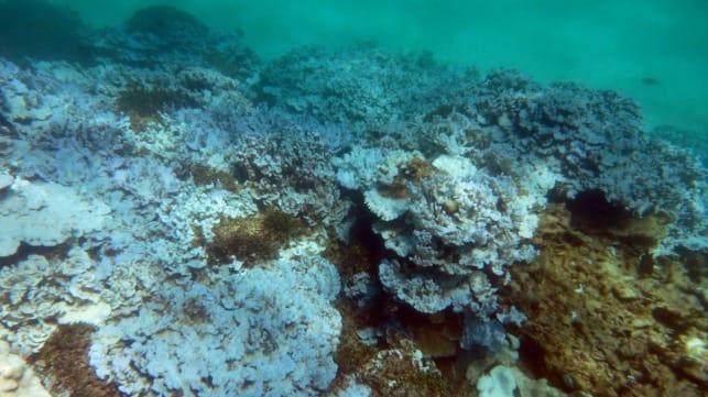 coral bleaching