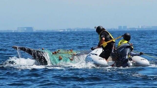 A Raben team rescues an entangled whale in the Banderas Bay, Jalisco state, Pacific Coast of Mexico. Untangling large mammals is a risky task, as rescuers could become caught in the fishing gear they are trying to cut loose. (Image: Ecobac)