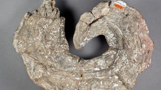An extinct rudist bivalve, Immanitas anahuacensis (California Academy of Sciences / CC BY)