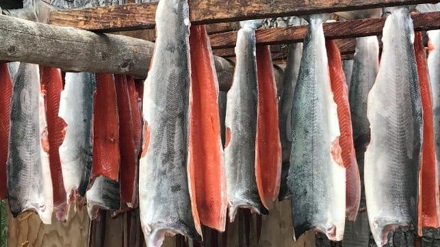 bristol bay salmon
