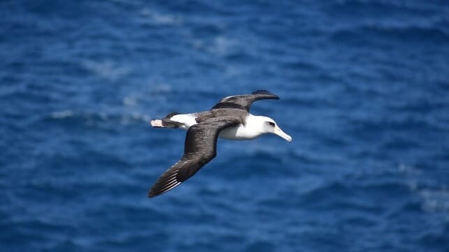 Albatross in flight