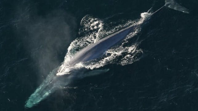 blue whale