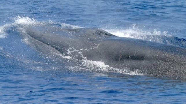 A rare image of a Rice's whale in the wild (NOAA)