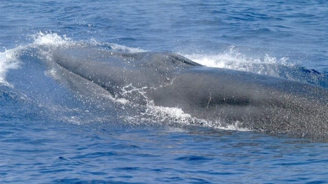 Rice's whale