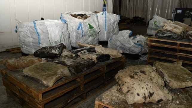 AFP rotting cow hides