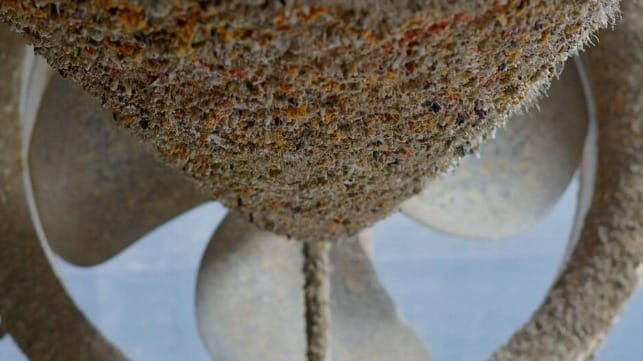 biofouling