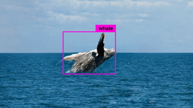 Whale breaching 