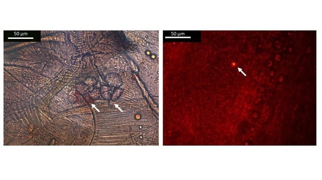 Microscopic images with glowing microplastic highlighted Left: two fragmented microplastics in an amphipod’s gut. Right: a nanoplastic fragment. Alicia Mateos Cardenas, Author provided