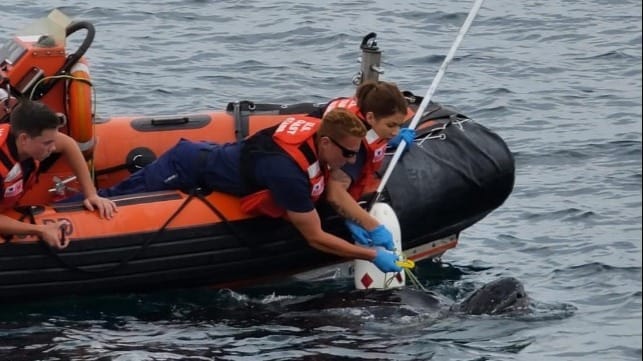 USCG saves a turtle tangled in a line