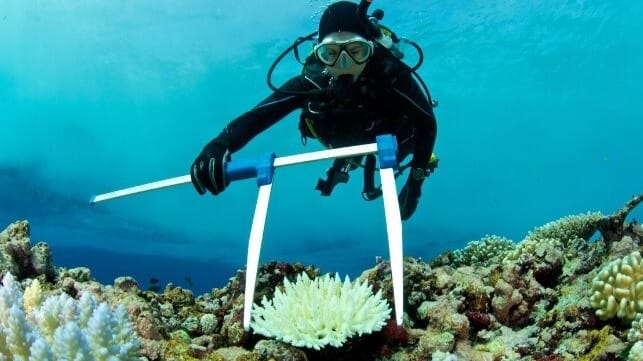 Coral bleaching has become more common in warming seas (file image via iStock / Rainer von Brandis)
