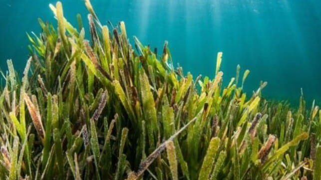 Seagrass