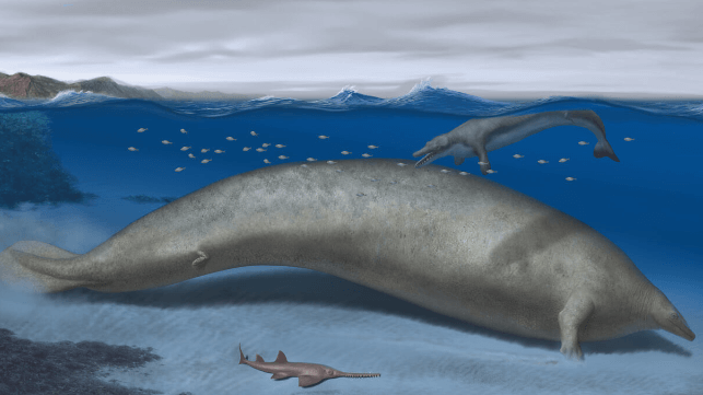Whale illustration