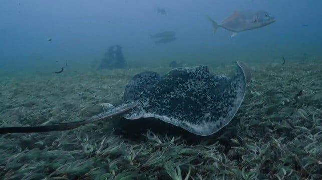 Courtesy Monaco Expeditions / The Outlaw Ocean Project