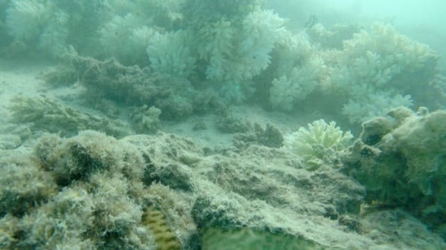 thomas wernberg coral