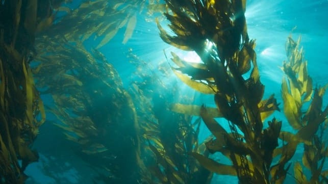 noaa kelp