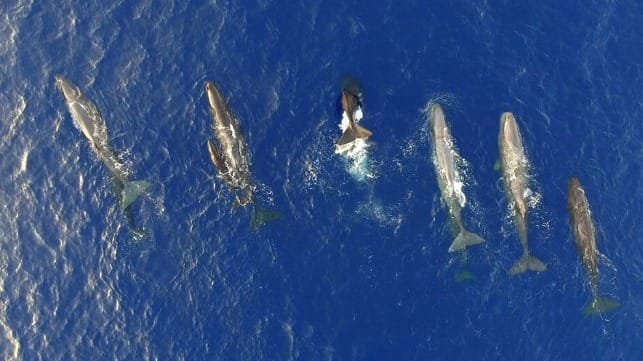 slowing to protect whales