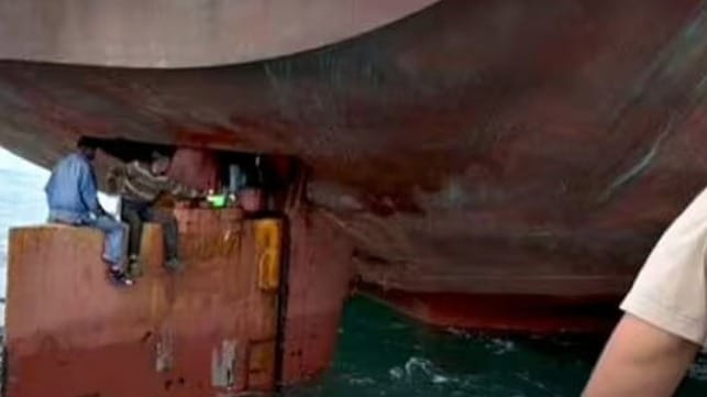 stowaways on rudder