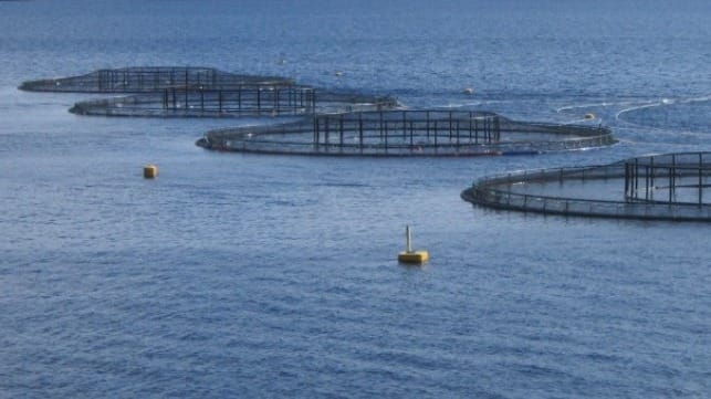 salmon pens