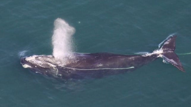 Right whale