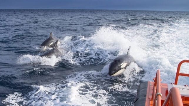 Orcas