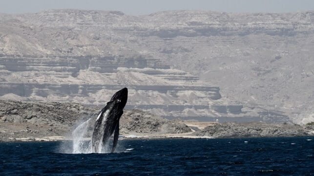 D. MacDonald / IUCN