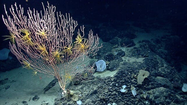 Coral