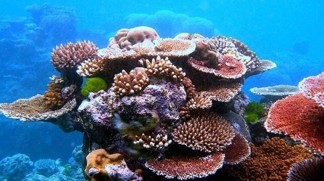 Coral