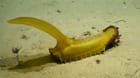 A sea cucumber, dubbed the “gummy squirrel” (Psychropotes longicauda), encountered at a depth of 5,100 meters (about 16,700 feet) on abyssal sediments in the western Clarion-Clipperton Zone. Image courtesy of NOAA/DeepCCZ expedition.