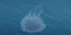 Persian Gulf oil spill
