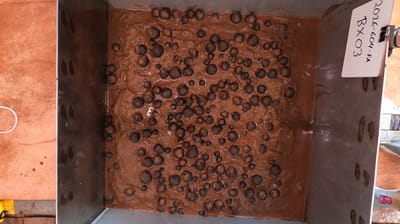 A sample of polymetallic nodules found on the bottom in the lease area (NOAA)