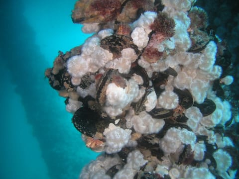 A thriving community of biofouling on a fixed platform (BOEM file image)