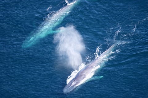 Whales
