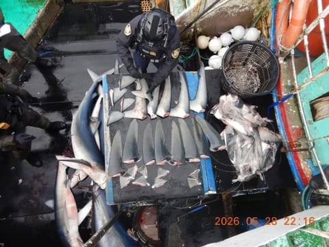 A boarding team crewmember inventories shark fins on a suspect vessel, May 2026 (NOAA Fisheries)