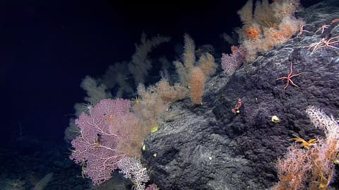 Seamounts are vital oases in the open sea. NOAA, CC BY-NC-ND